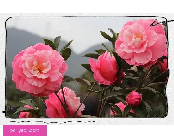 探索“98色花堂”的无限魅力：发现你的专属色彩，点亮生活每一刻